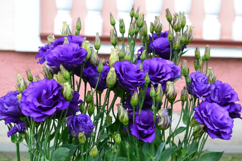 Превью изображения