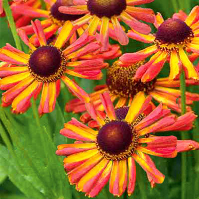 Превью изображения