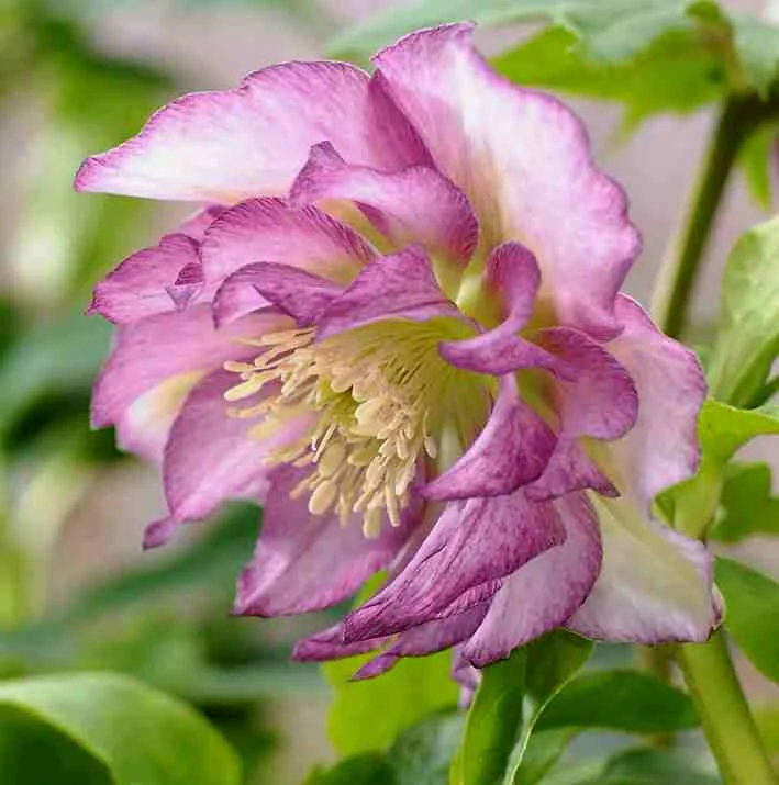 Превью изображения