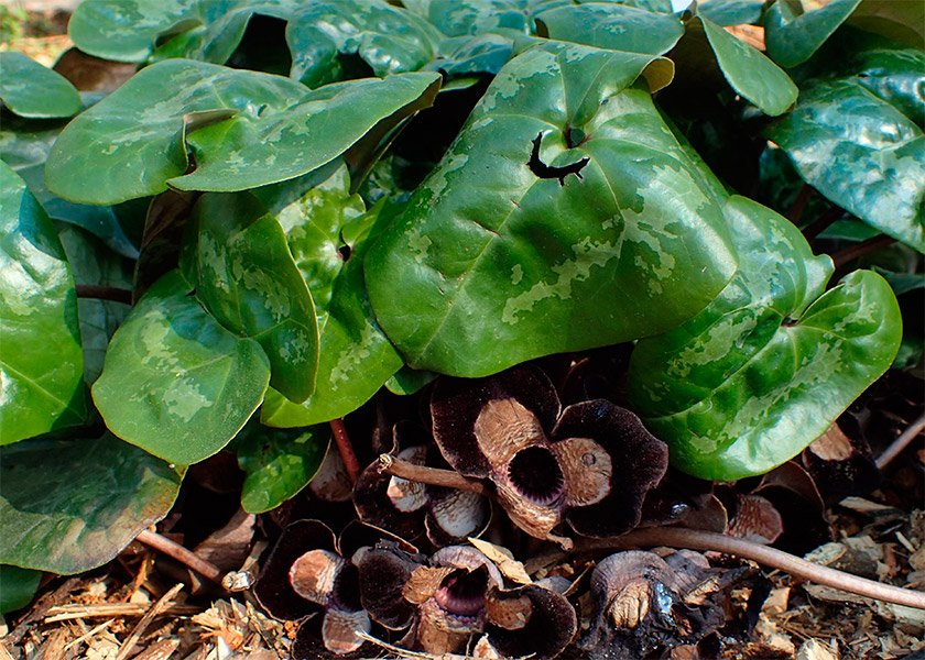 Превью изображения