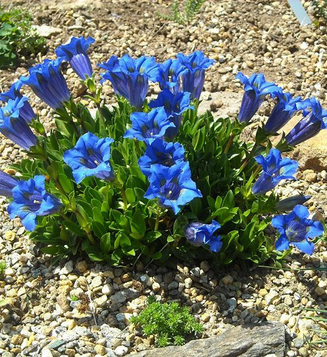 Превью изображения