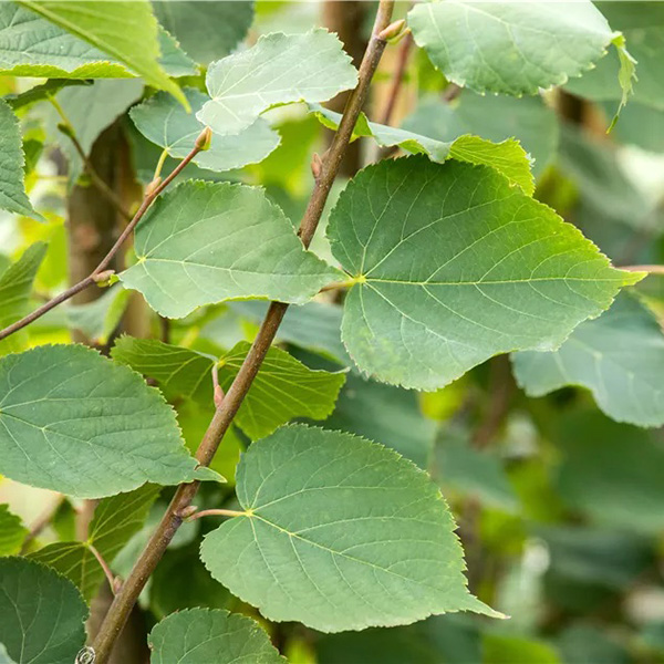 Превью изображения