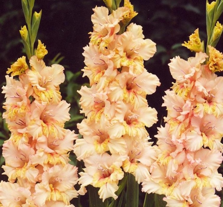 Превью изображения