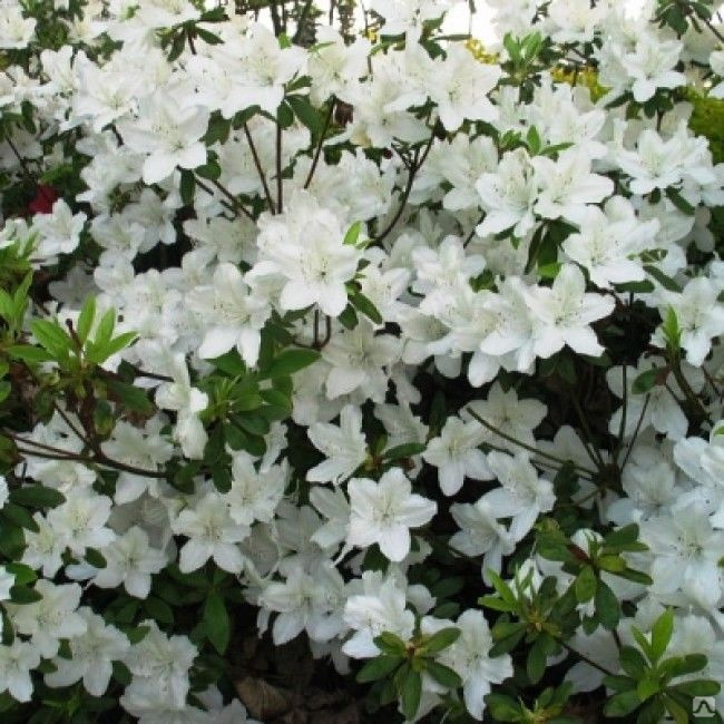 Превью изображения