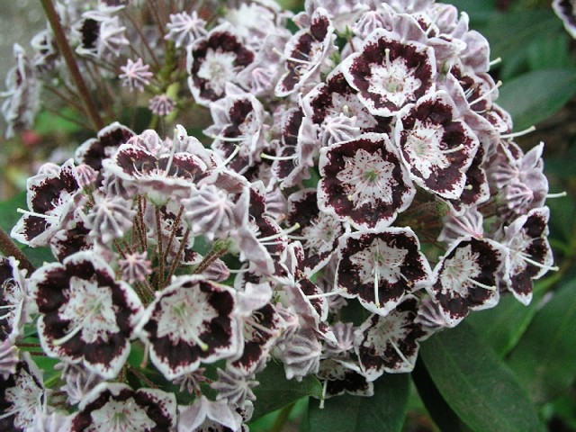 Превью изображения