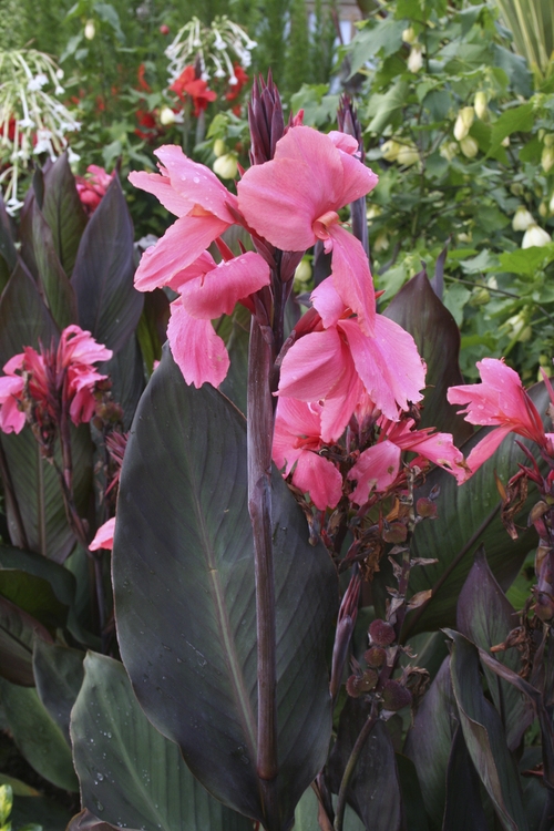 Превью изображения