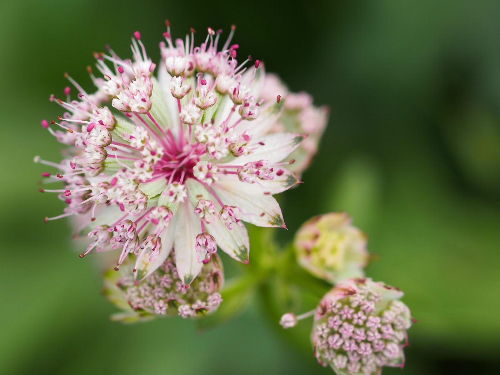 Превью изображения