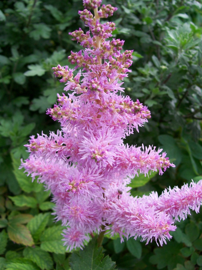 Превью изображения