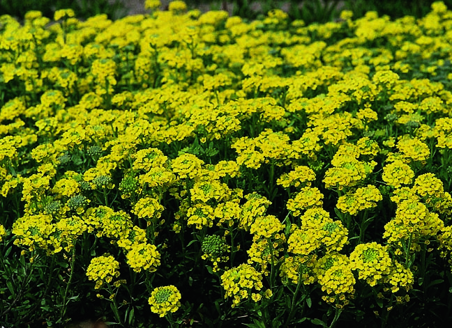 Превью изображения