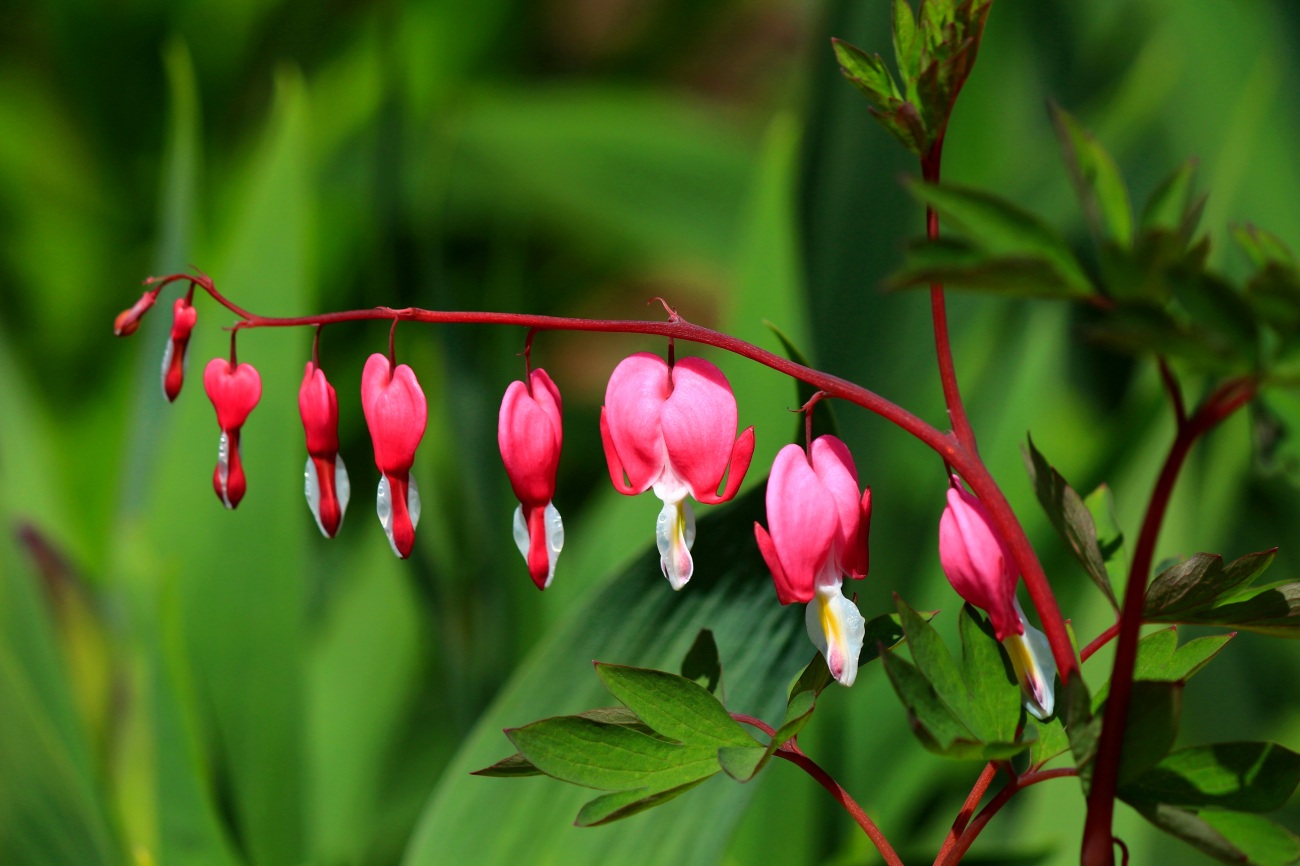 Превью изображения