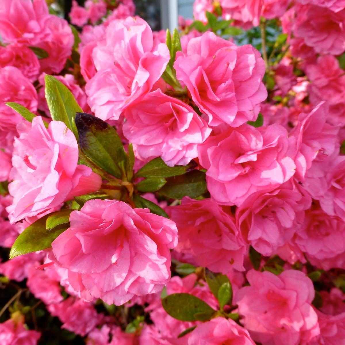 Превью изображения