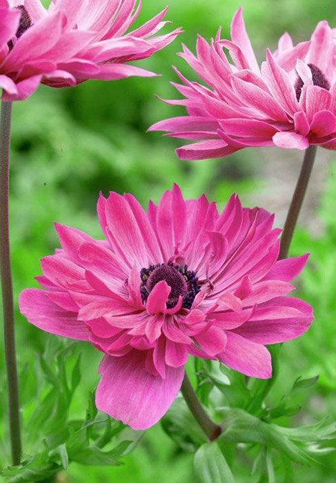 Превью изображения