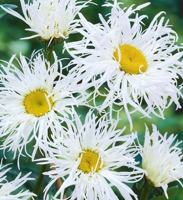 Превью изображения