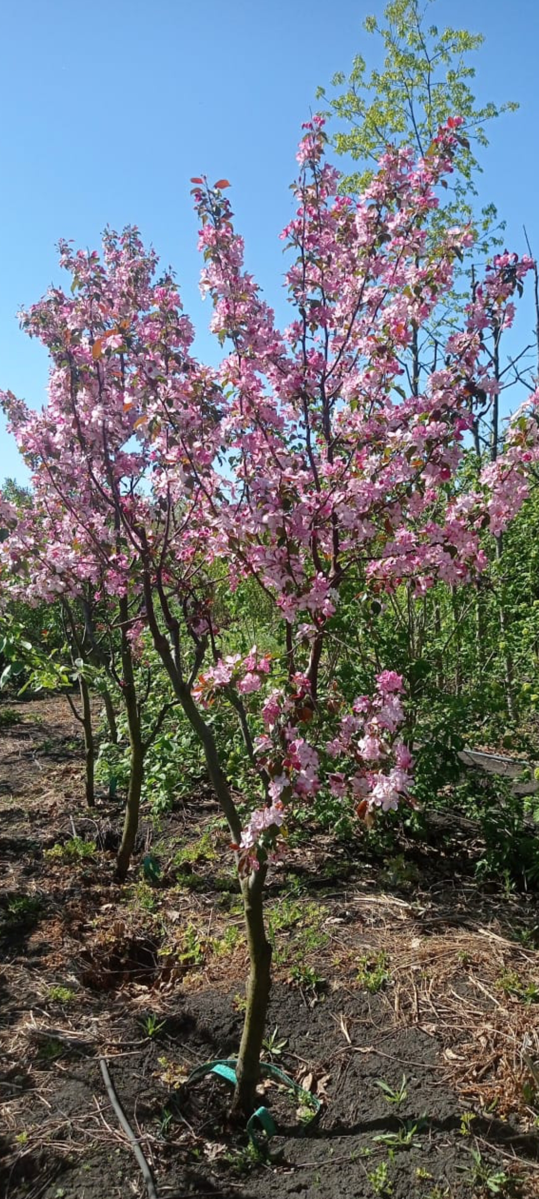 Превью изображения