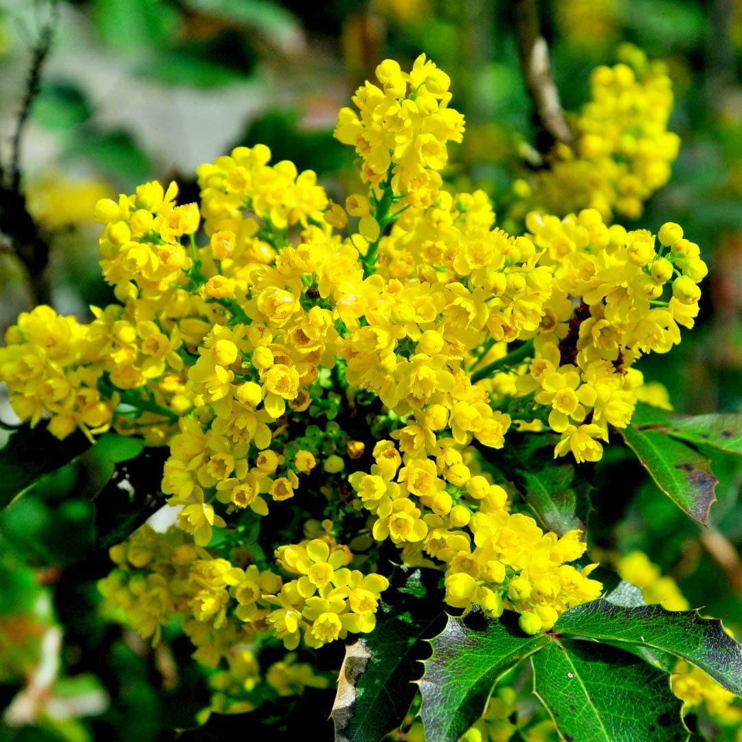 Превью изображения