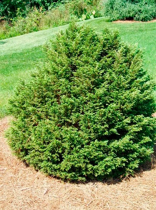 Превью изображения