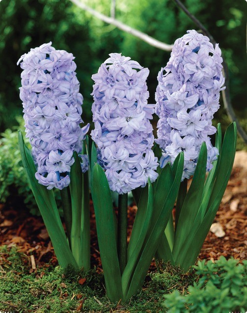 Превью изображения