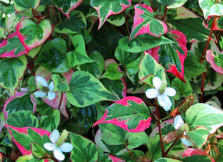 Превью изображения