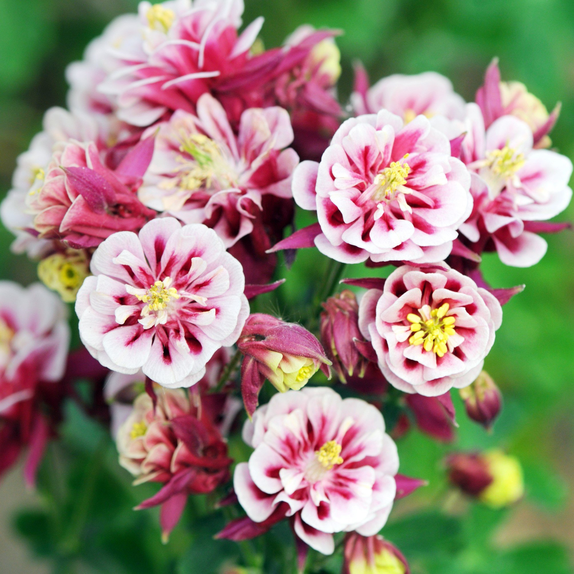 Превью изображения