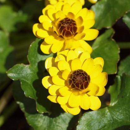 Превью изображения