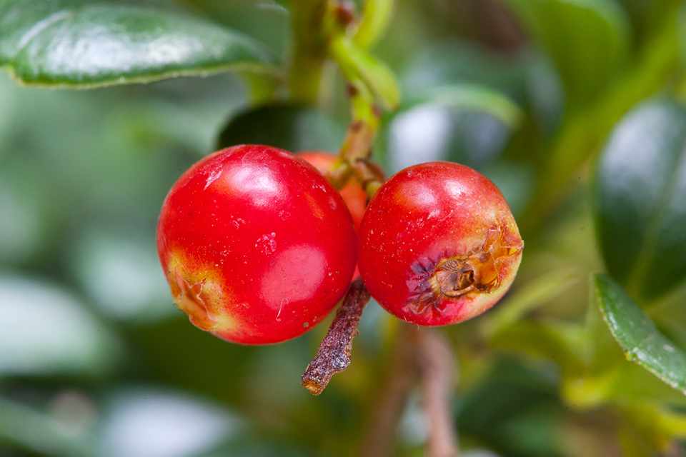 Превью изображения