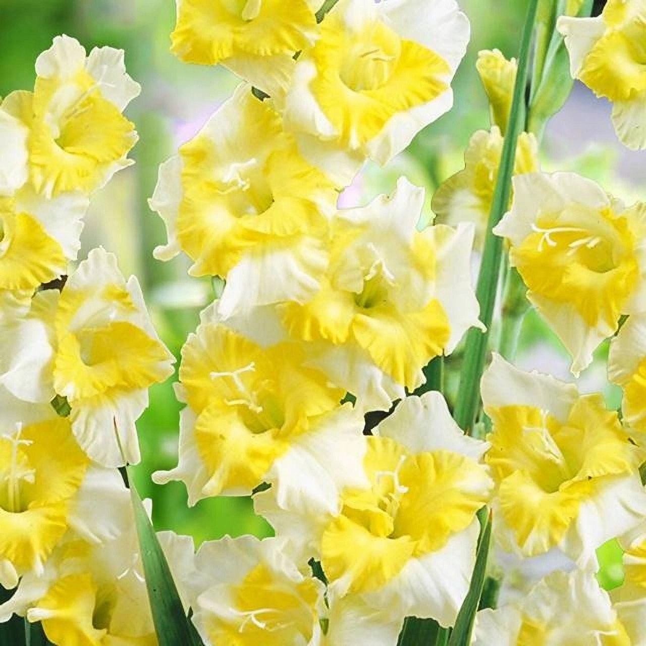 Превью изображения