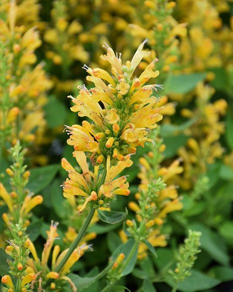 Превью изображения