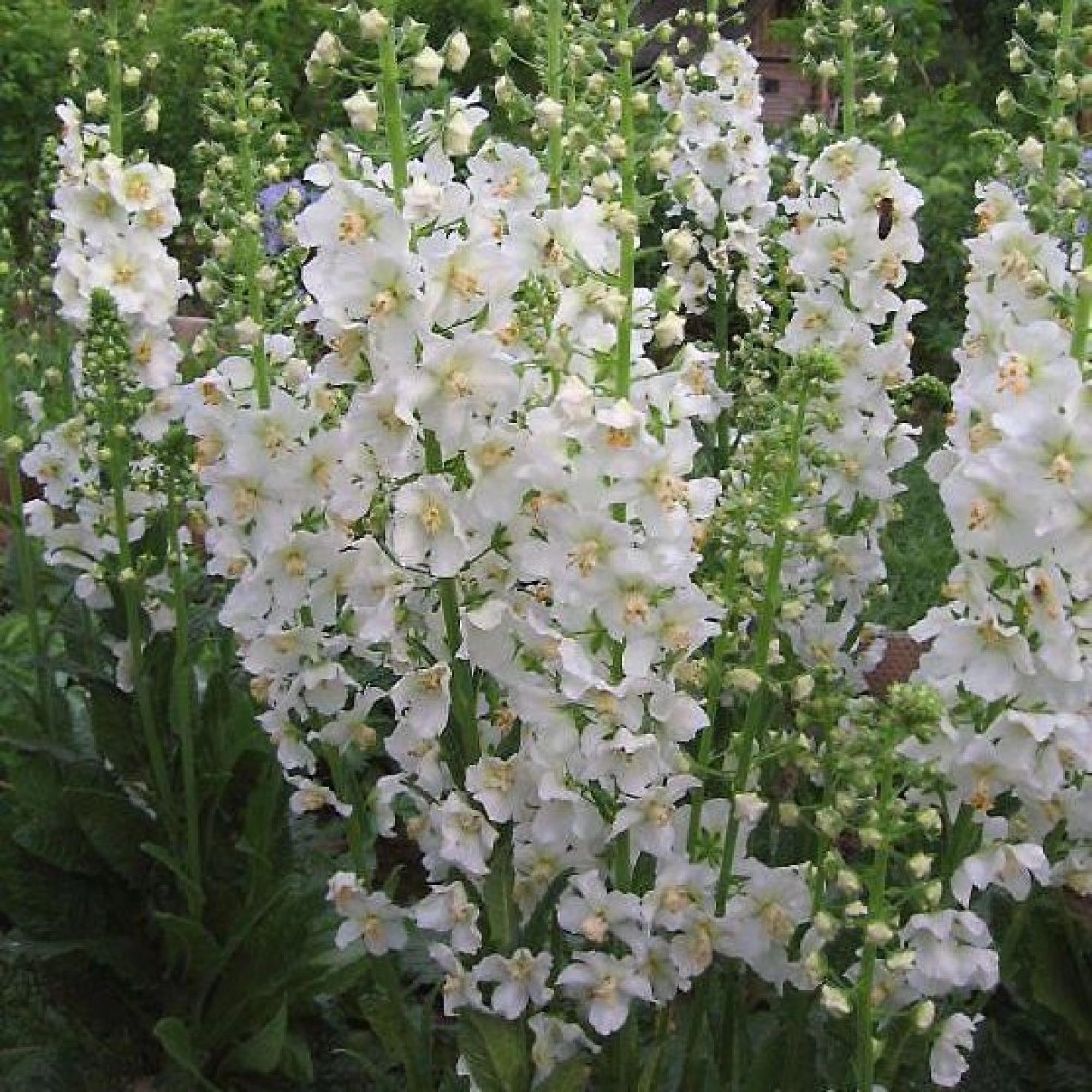 Превью изображения