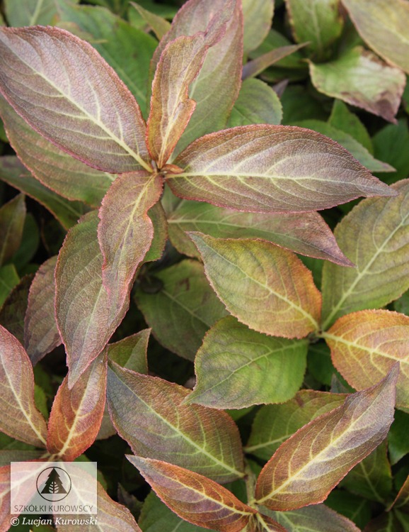 Превью изображения