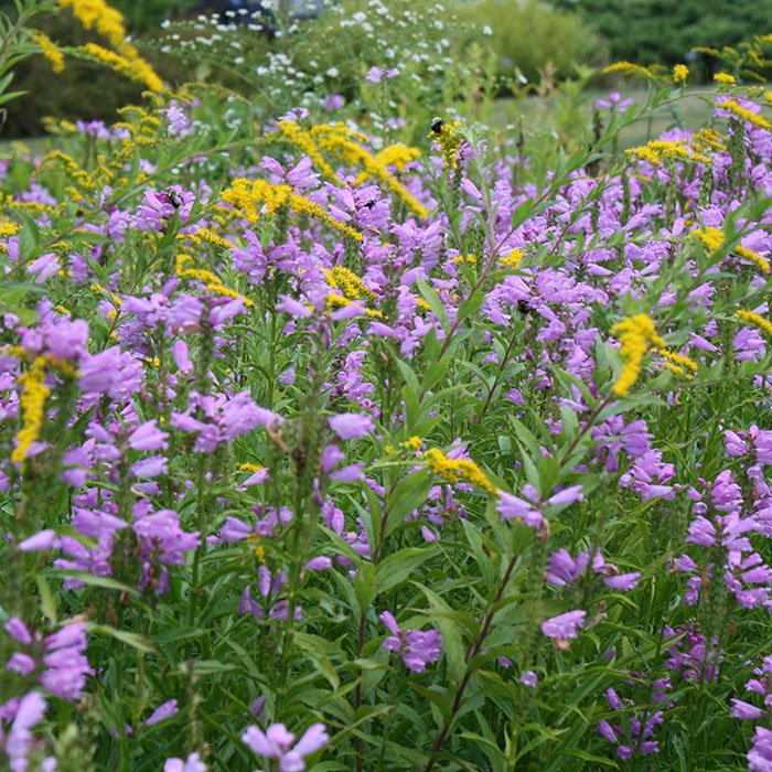 Превью изображения