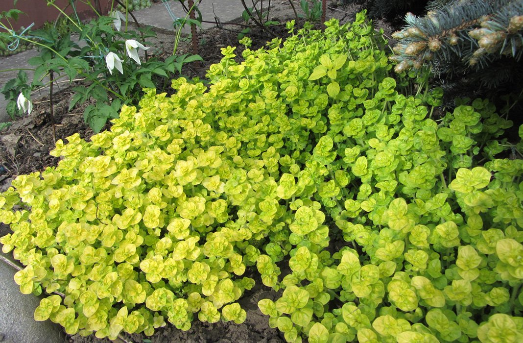 Превью изображения