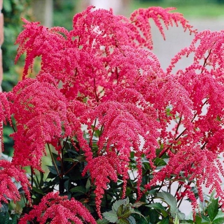 Превью изображения