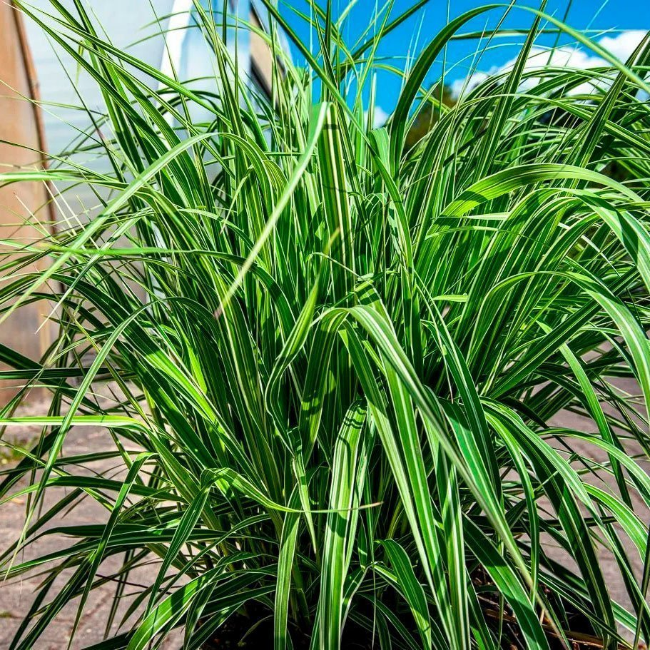 Превью изображения