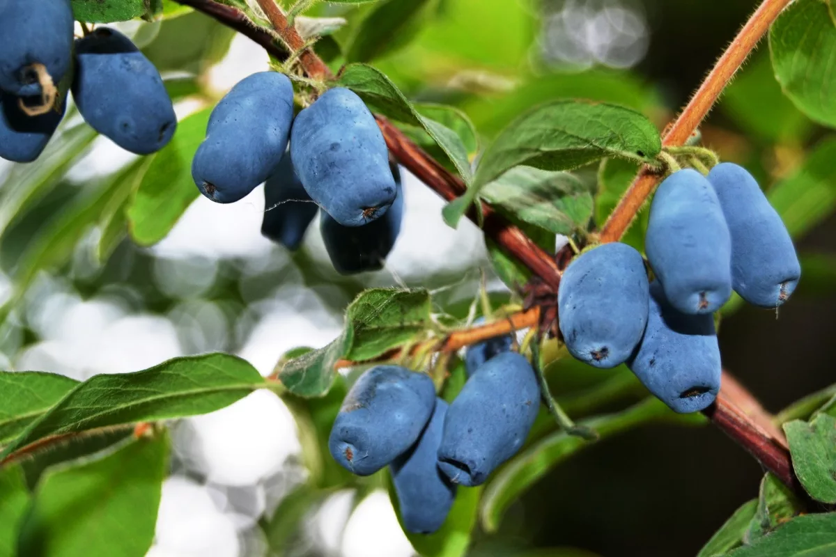 Превью изображения