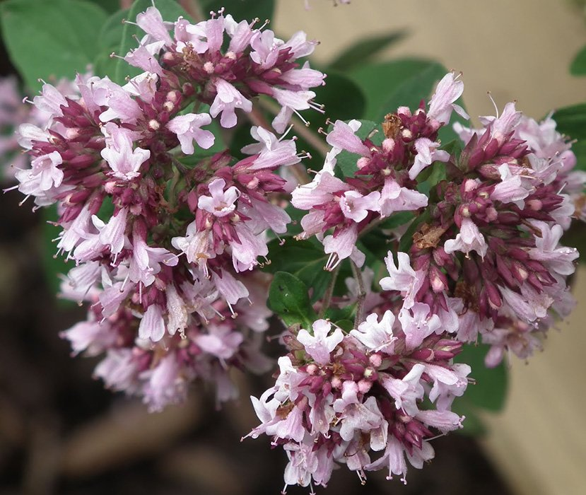 Превью изображения