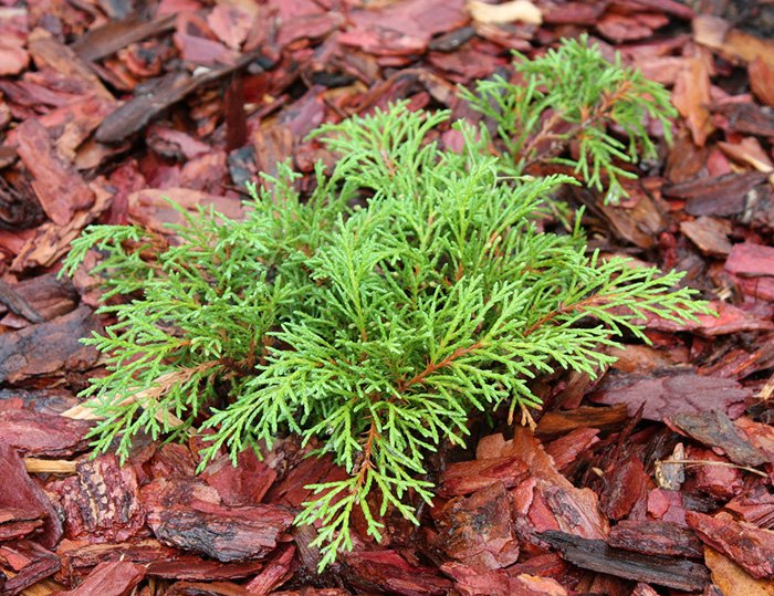 Превью изображения
