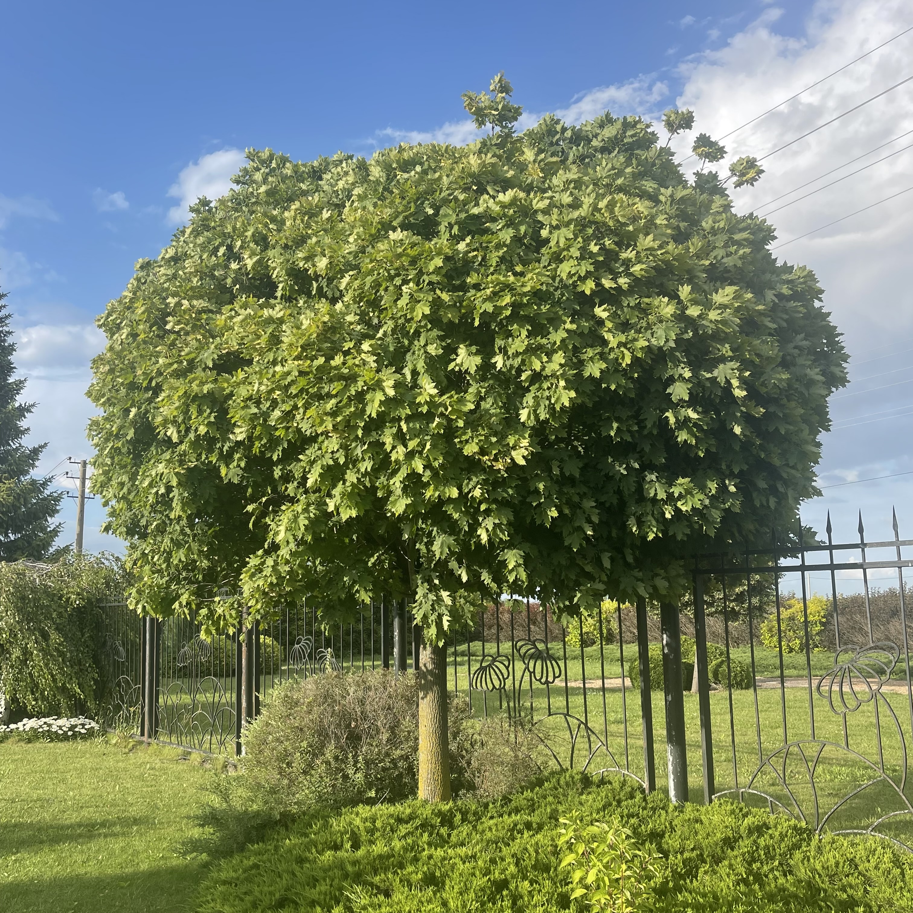 Превью изображения