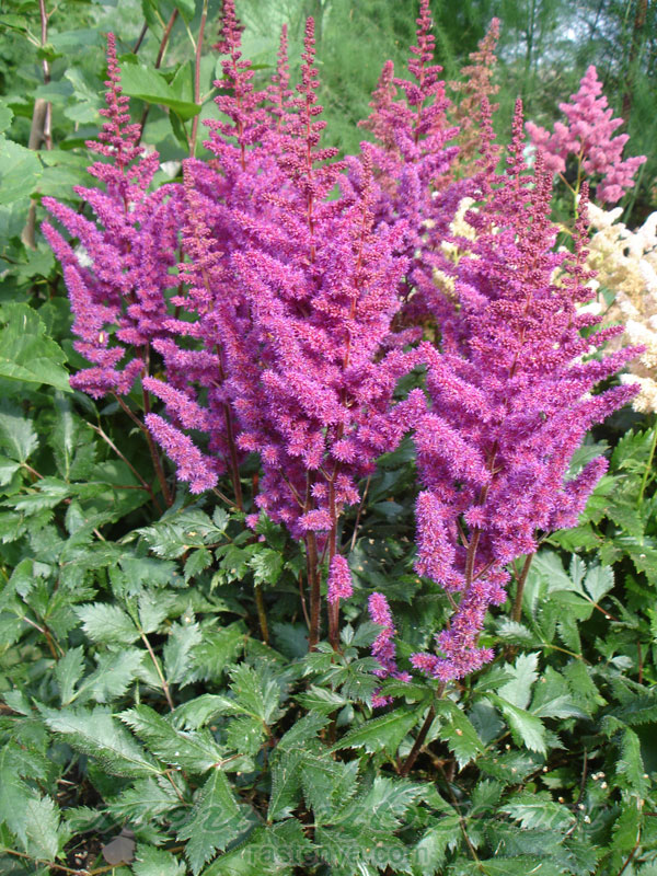 Превью изображения