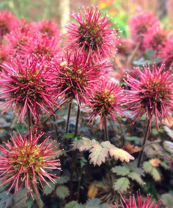 Превью изображения