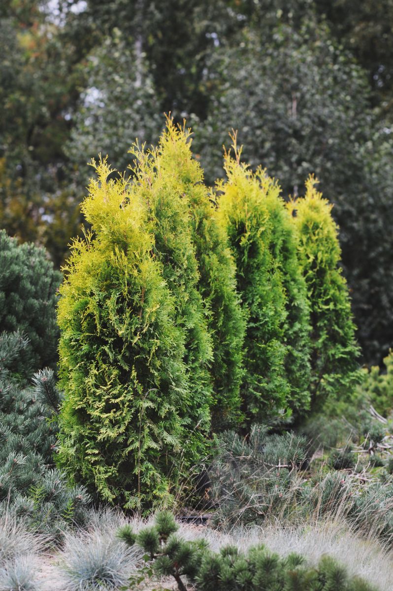 Превью изображения