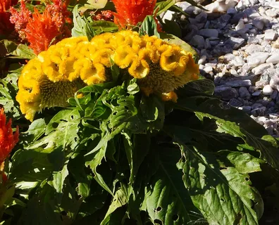 Превью изображения