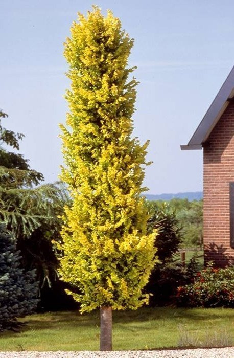 Превью изображения