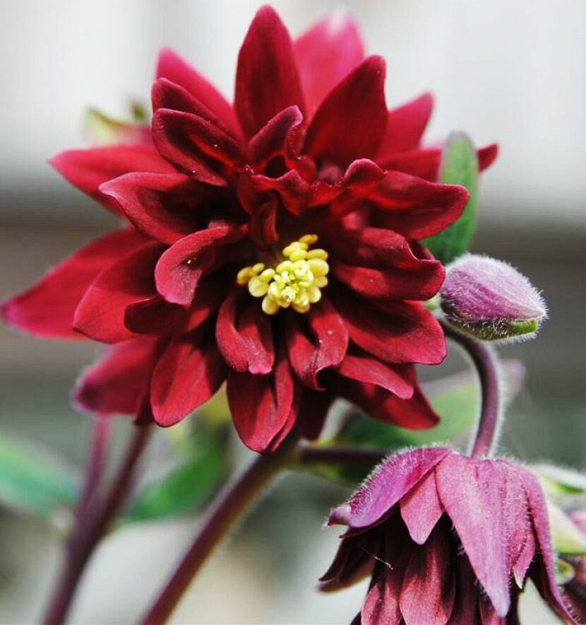 Превью изображения