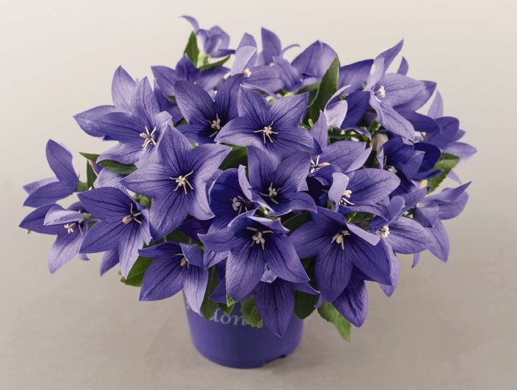 Превью изображения