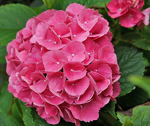 Превью изображения