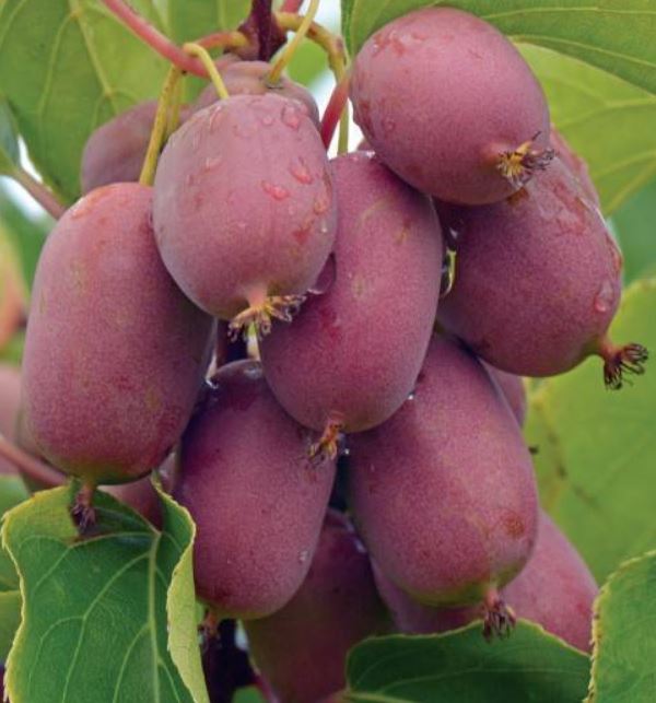 Превью изображения