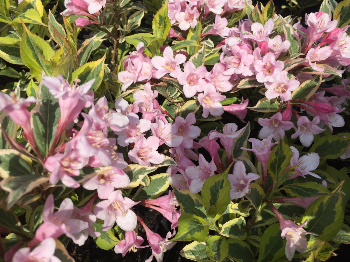 Превью изображения