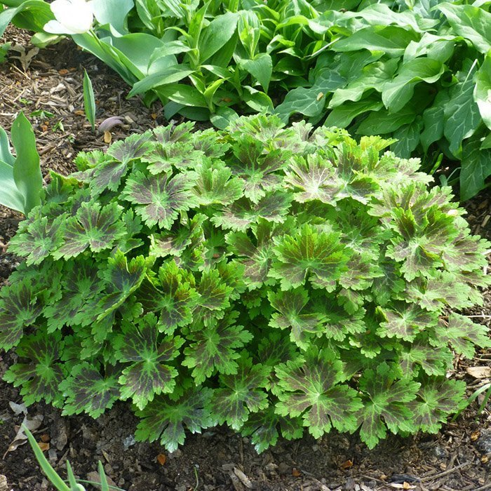 Превью изображения