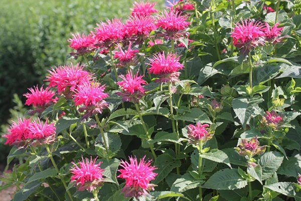 Превью изображения