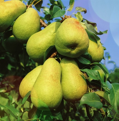 Превью изображения